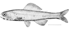 Lancet Fish photo 5