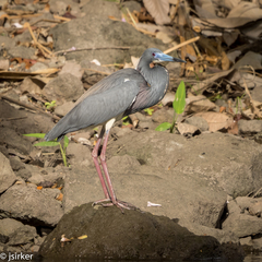 Egretta tricolor