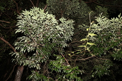 Diospyros pentamera
