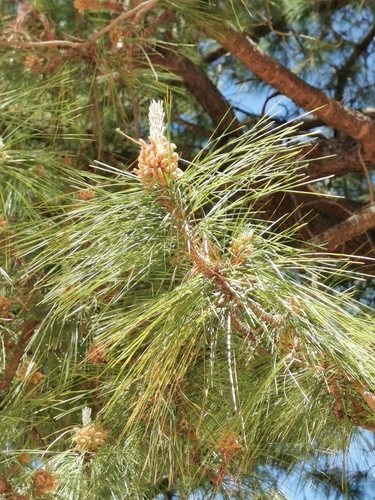 Herrera's pine (Pinus herrerae)