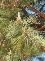 Pinus herrerae