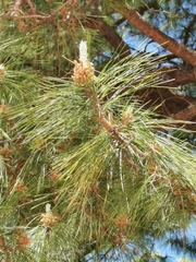 Pinus herrerae