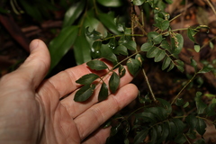 Derris involuta