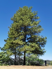 Pinus herrerae