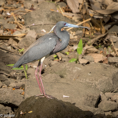 Egretta tricolor