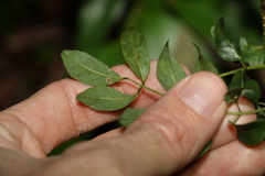 Derris involuta