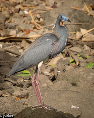 Egretta tricolor