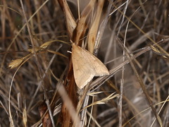 Udea profundalis