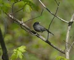 Junco hyemalis carolinensis