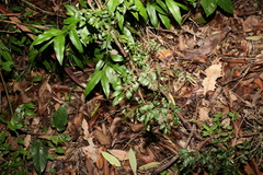 Derris involuta