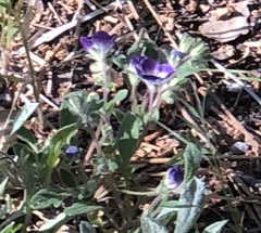 Phacelia davidsonii
