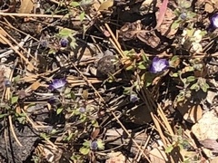Phacelia davidsonii