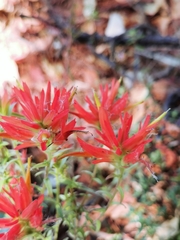 Castilleja tenuifolia