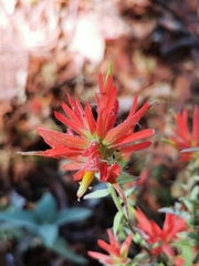 Castilleja tenuifolia