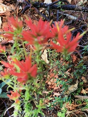 Castilleja tenuifolia