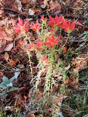Castilleja tenuifolia
