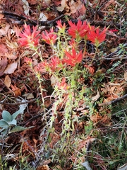Castilleja tenuifolia
