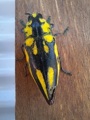 Chrysochroini