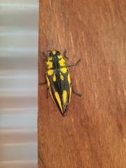 Chrysochroini