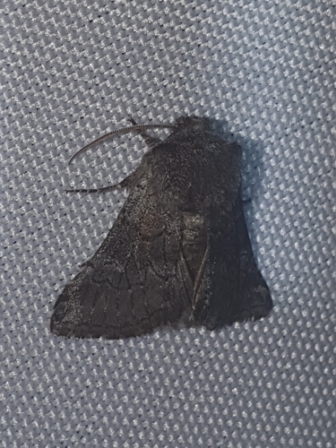 Cleonymia diffluens