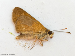 Cymaenes limae