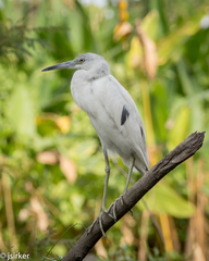 Egretta caerulea