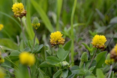 Trifolium badium