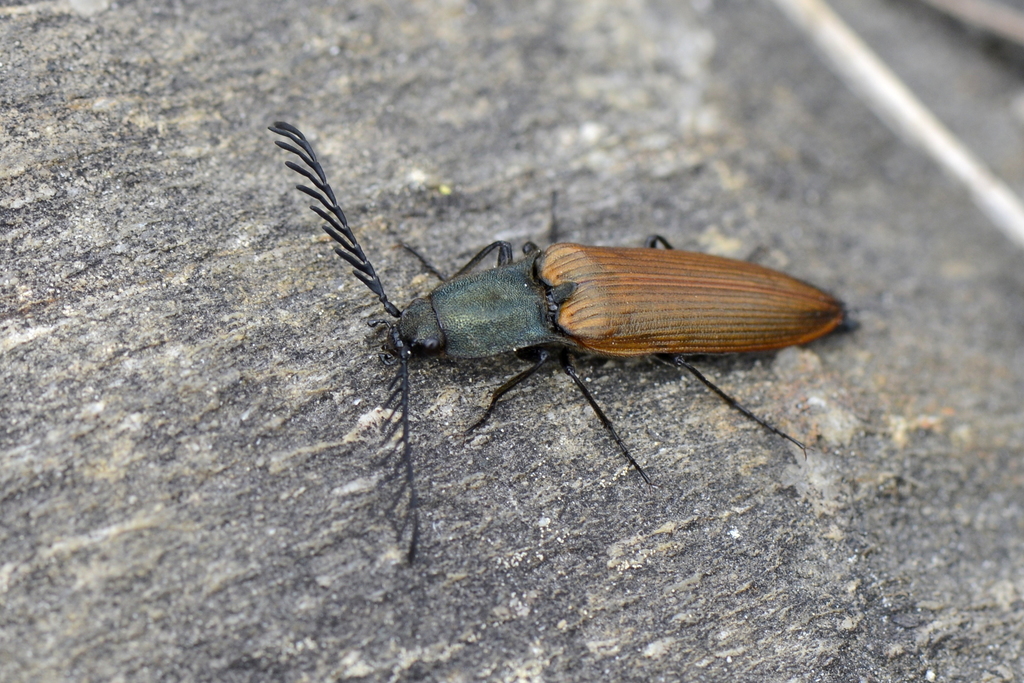 Ctenicera virens