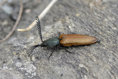 Ctenicera virens
