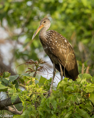Aramus guarauna