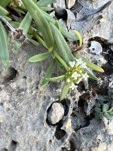 Cana Gorda Girdlepod (Mitracarpus polycladus)