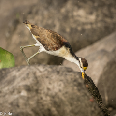 Jacana spinosa