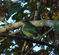 Tolmomyias sulphurescens