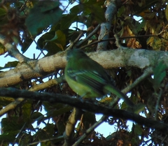 Tolmomyias sulphurescens