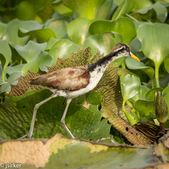 Jacana spinosa
