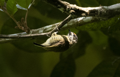 Picumnus exilis pernambucensis