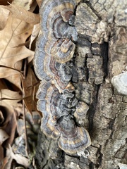 Trametes versicolor
