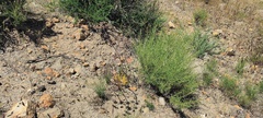 Lomatium dasycarpum dasycarpum