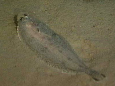 Witch Flounder