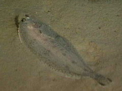 Witch Flounder photo 5