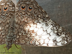 Hamadryas amphichloe