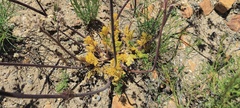 Lomatium dasycarpum dasycarpum