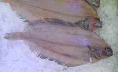 Witch Flounder photo 4