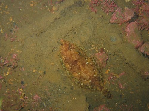 Witch Flounder