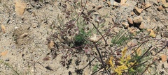 Lomatium dasycarpum dasycarpum