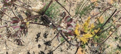 Lomatium dasycarpum dasycarpum