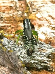 Melanoplus viridipes