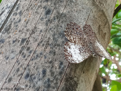 Hamadryas amphichloe