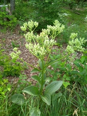 Arnoglossum