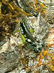 Melanoplus viridipes